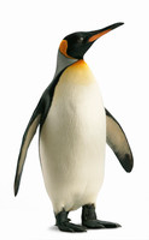 Image Example for penguin