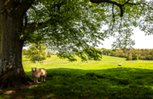 Image Example for shade