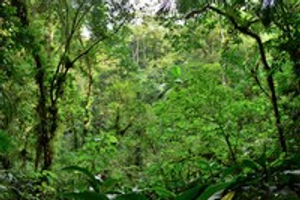 Image Example for rainforest