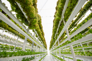 Image Example for vertical farm