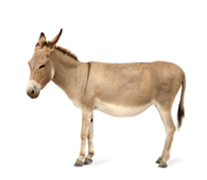 Image Example for donkey
