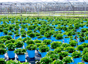 Image Example for nursery