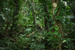 Image Example for jungle