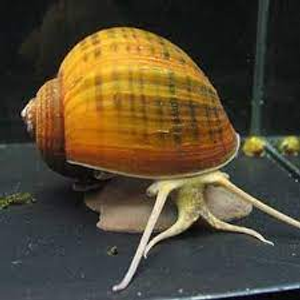 Image Example for apple snail