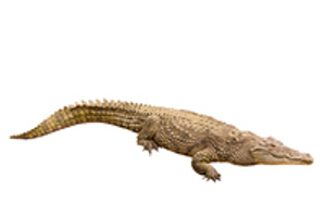 Image Example for crocodile