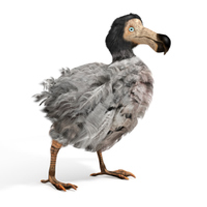 Image Example for dodo