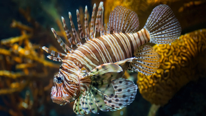 Image Example for lionfish