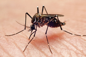 Image Example for mosquito