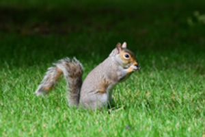 Image Example for squirrel