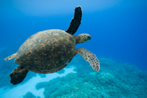 Image Example for turtle