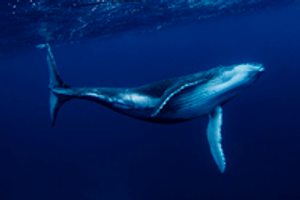Image Example for whale