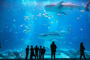 Image Example for aquarium