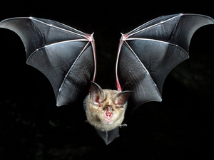 Image Example for bat