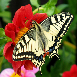 Image Example for butterfly