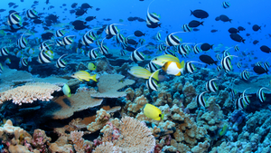 Image Example for coral reef