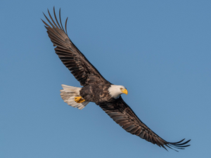 Image Example for eagle