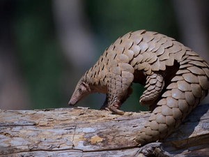 Image Example for pangolin