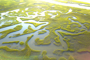 Image Example for wetland