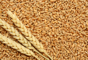 Image Example for wheat