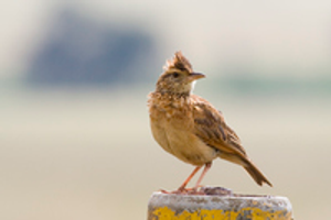 Image Example for lark