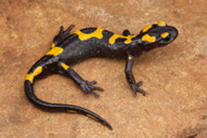 Image Example for salamander