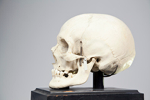 Image Example for skull