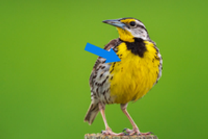 Image Example for breast