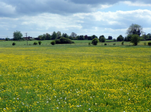 Image Example for grassland