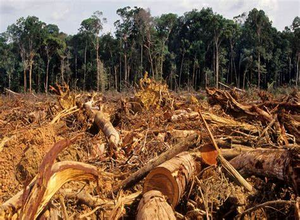Image Example for deforestation
