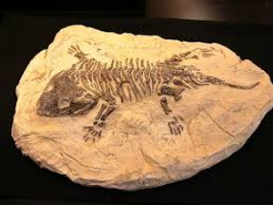 Image Example for fossil 