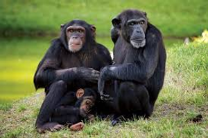Image Example for chimpanzee