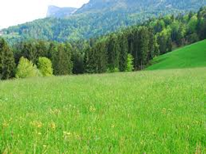 Image Example for meadow