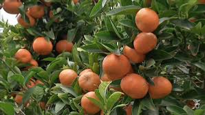 Image Example for orchard 