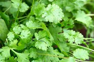 Image Example for coriander