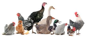 Image Example for poultry