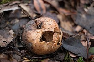 Image Example for decompose