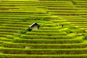 Image Example for rice field