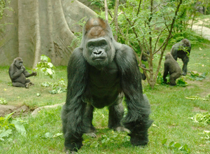 Image Example for ape