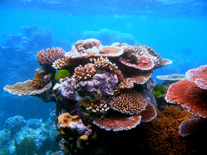 Image Example for coral