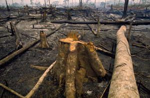 Image Example for deforestation