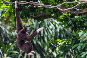 Image Example for gibbon