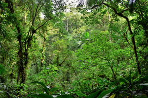 Image Example for rainforest