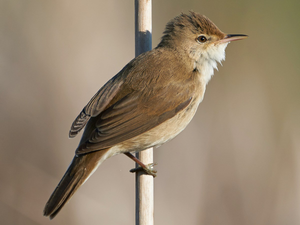 Image Example for reed-warbler