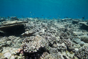 Image Example for reef