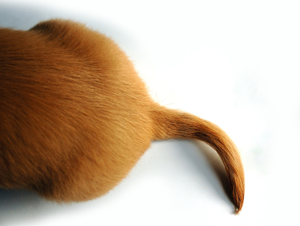 Image Example for tail