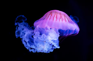 Image Example for jellyfish