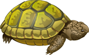 Image Example for turtle
