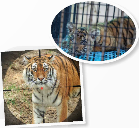 Tiếng Anh 12 Unit 8 Listening 0 1