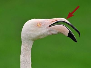 Image Example for beak