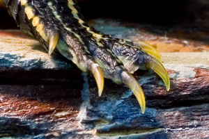 Image Example for claw